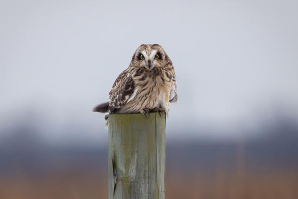 A short eared owl sits on a wooden fence pole and looks at the camera.