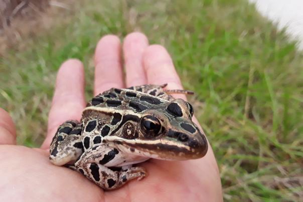 A brownish-gray frog with black spots sits on a person's open hand. Green grass is in the background.