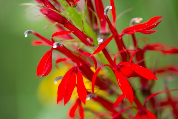 A bright red and long flower stands against a green background