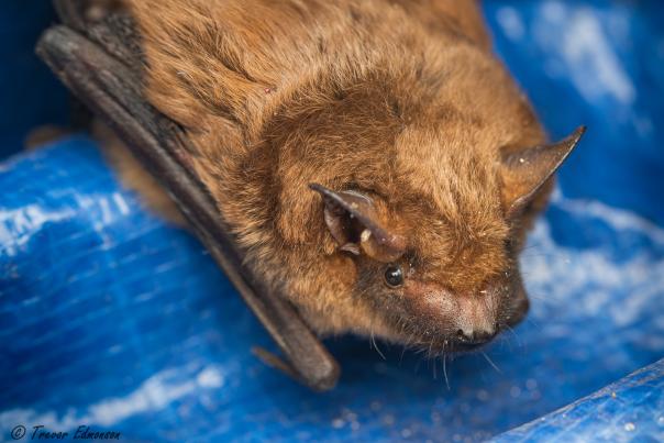 A brown bat sits on a blue tarp. Its wings are folded underneath.