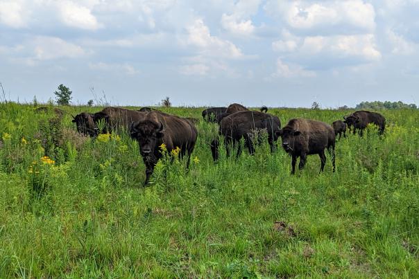 Bison grazing in a prairie