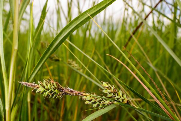 Green grass-like plants with green seeds