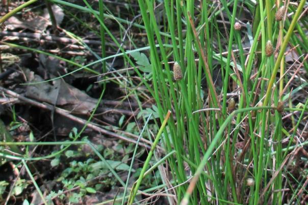 Eleocharis-obtusa-768x814