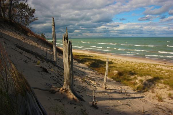 Barren tree trucks stand on a sand dune. A large lake and cloudy skies are in the background.
