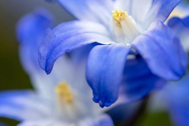 Brincka Cross Garden flower