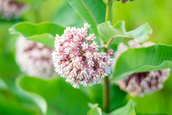 Common Milkweed
