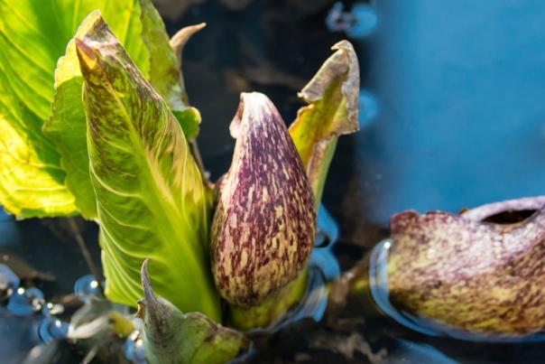 Skunk Cabbage at Cowles Bog