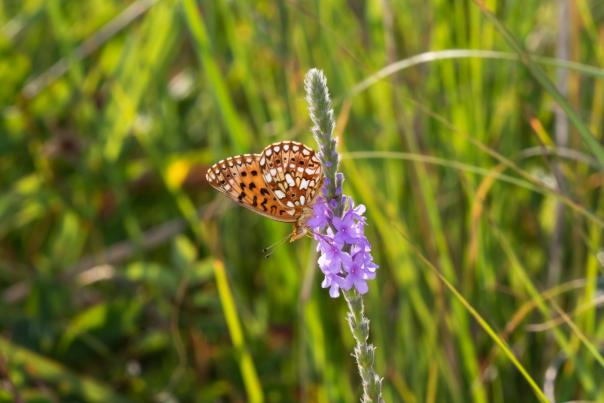 Silver-Boarded Fritillary on Verbena Stricta