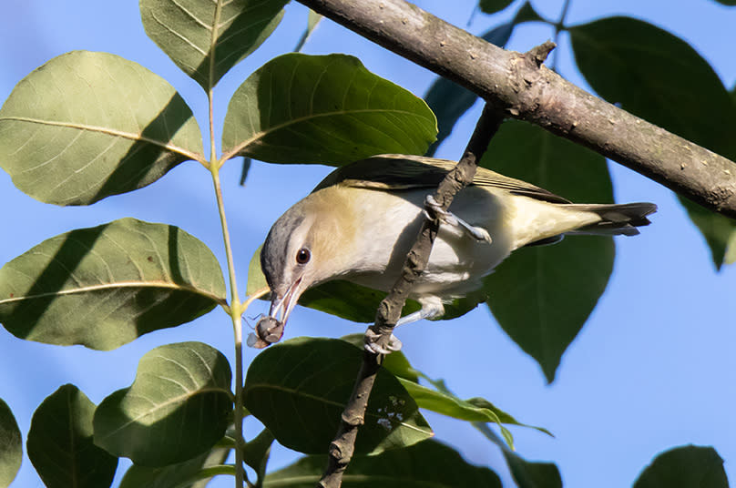 Birding Tour