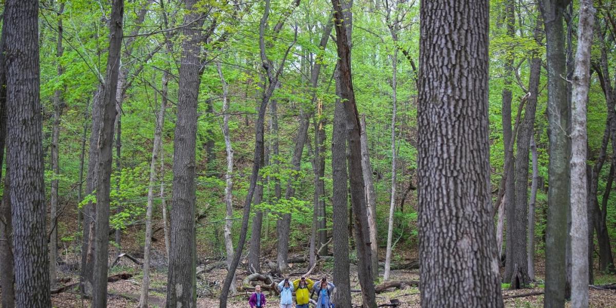 Birders in the forest