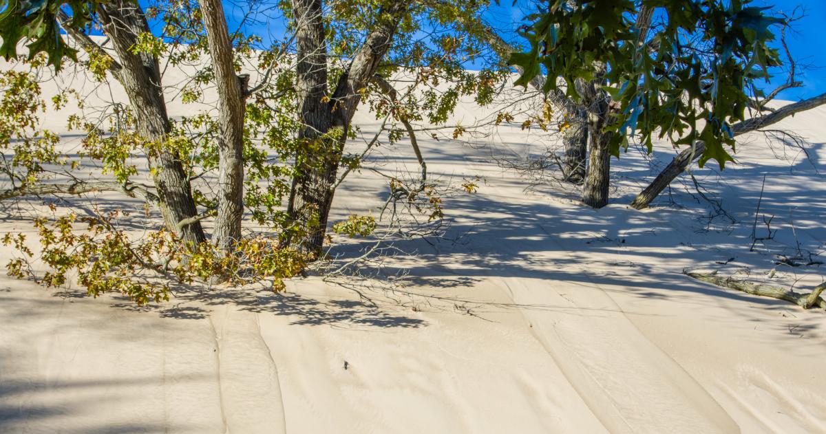 Trees with green and yellow leaves growing on a large sand dune under a clear blue sky.