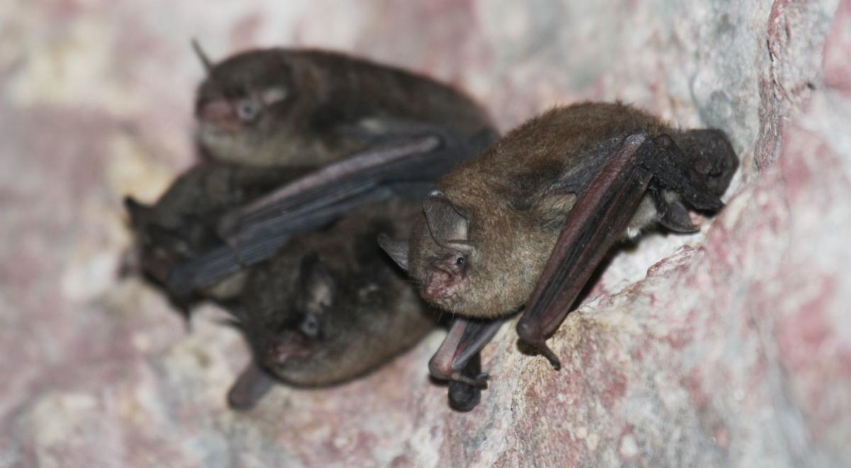 Several bats huddle together while hanging from a pink and white stone.