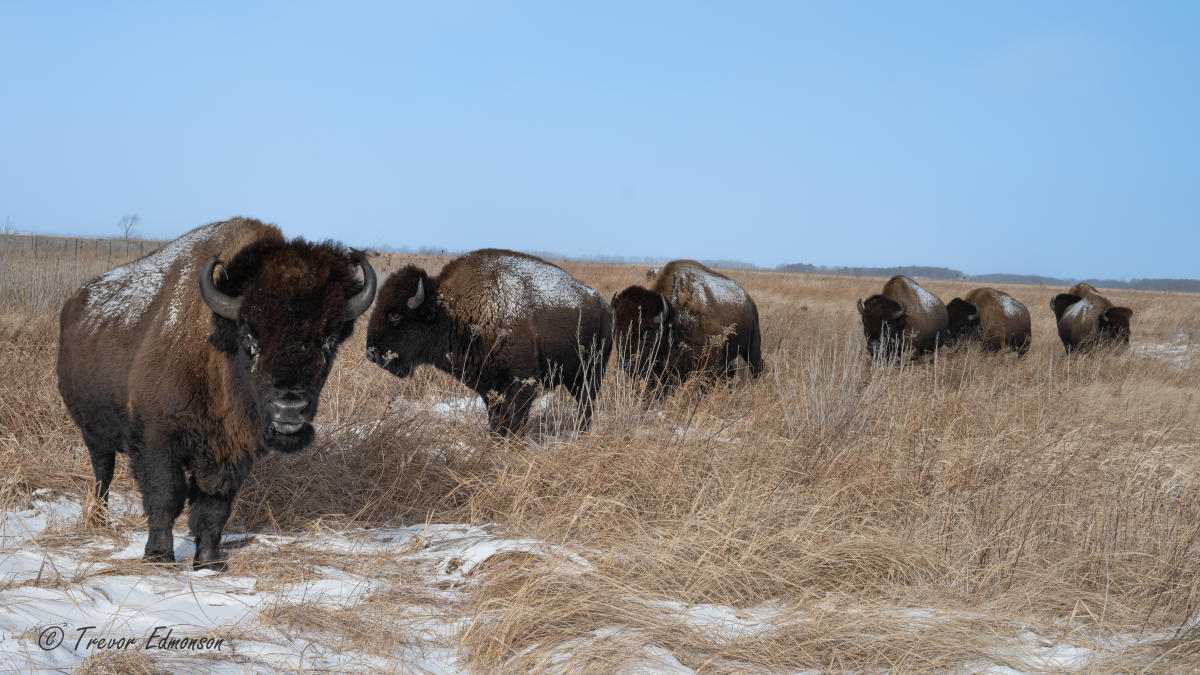 A group of bison stand in a snow-covered field. Brown grasses poke through the snow.