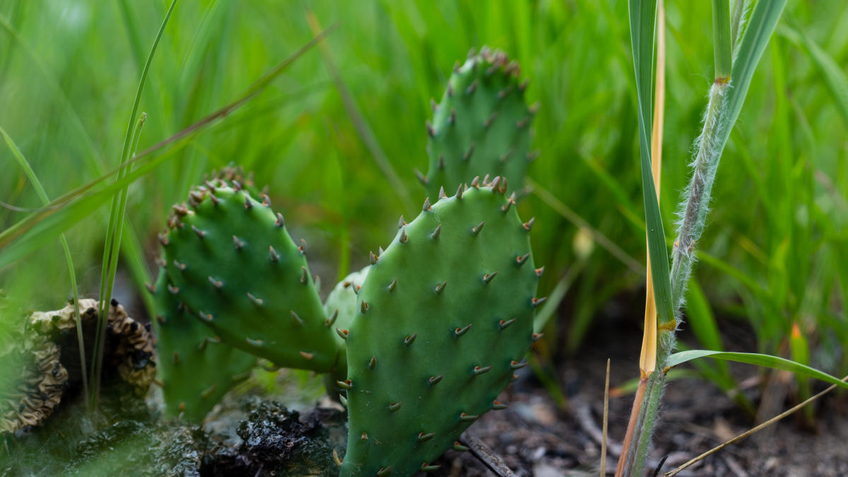 Prickly Pear