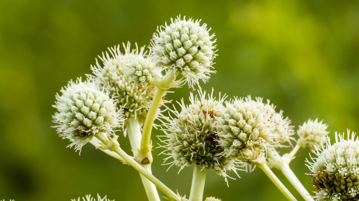 Rattlesnake Master in Great Marsh