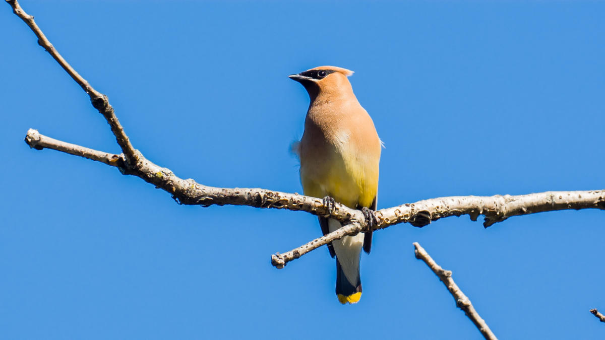 Bird at Miller Woods