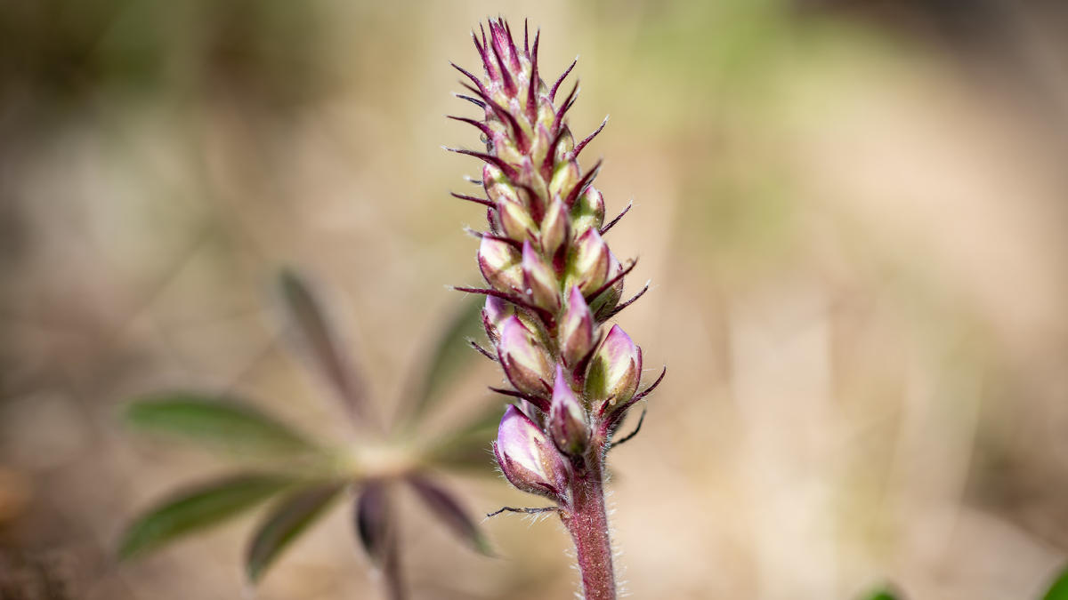 Lupine at Miller Woods