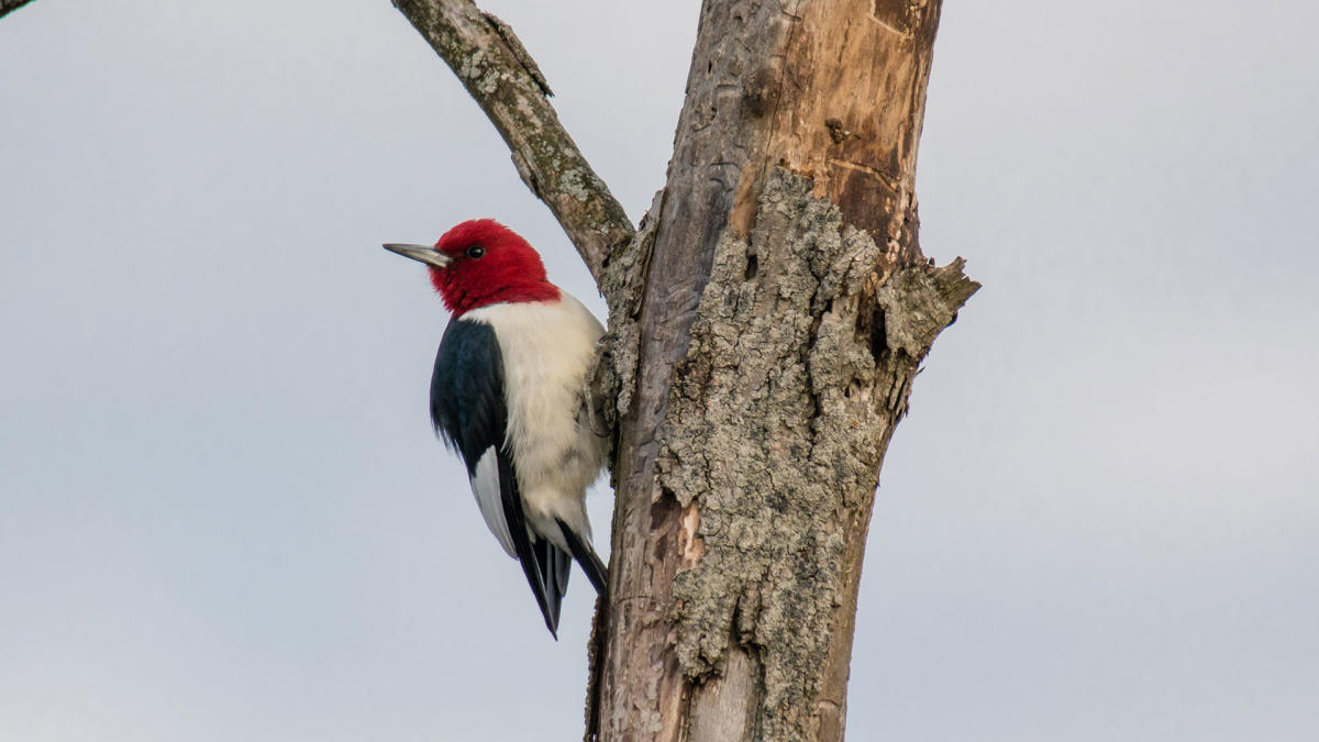 Red-Headed Woodpecker