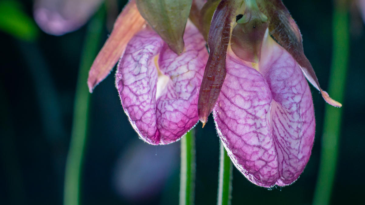 Pink Lady Slipper at Pinhook Bog