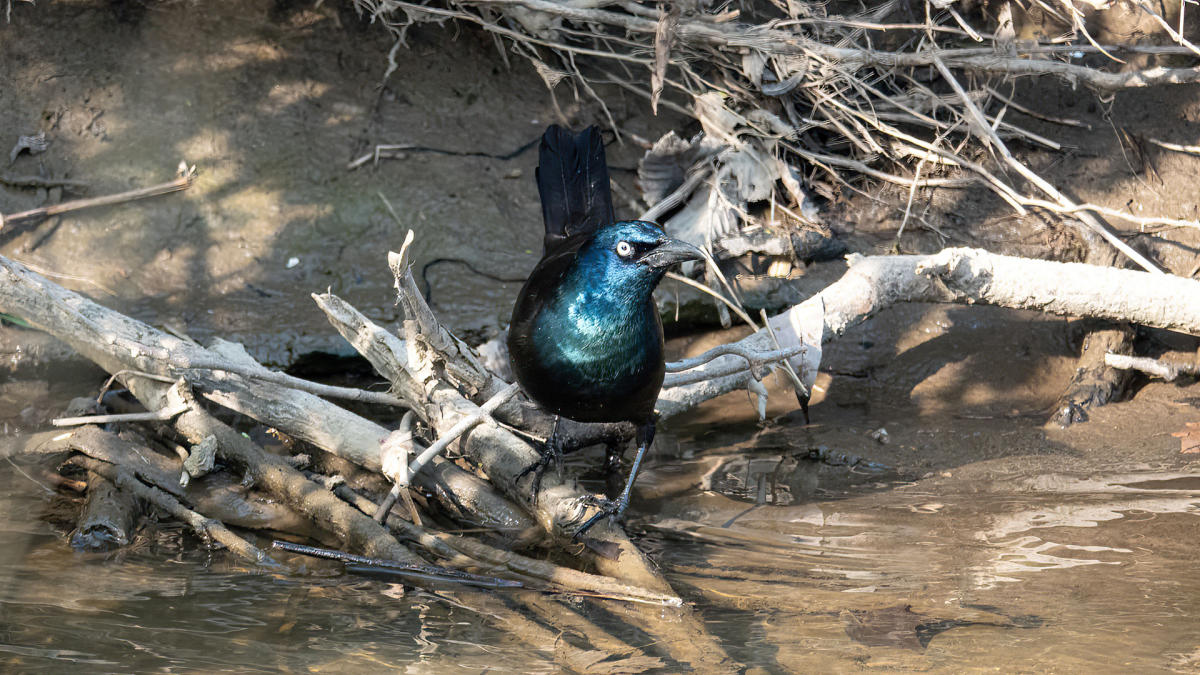 Common Grackle