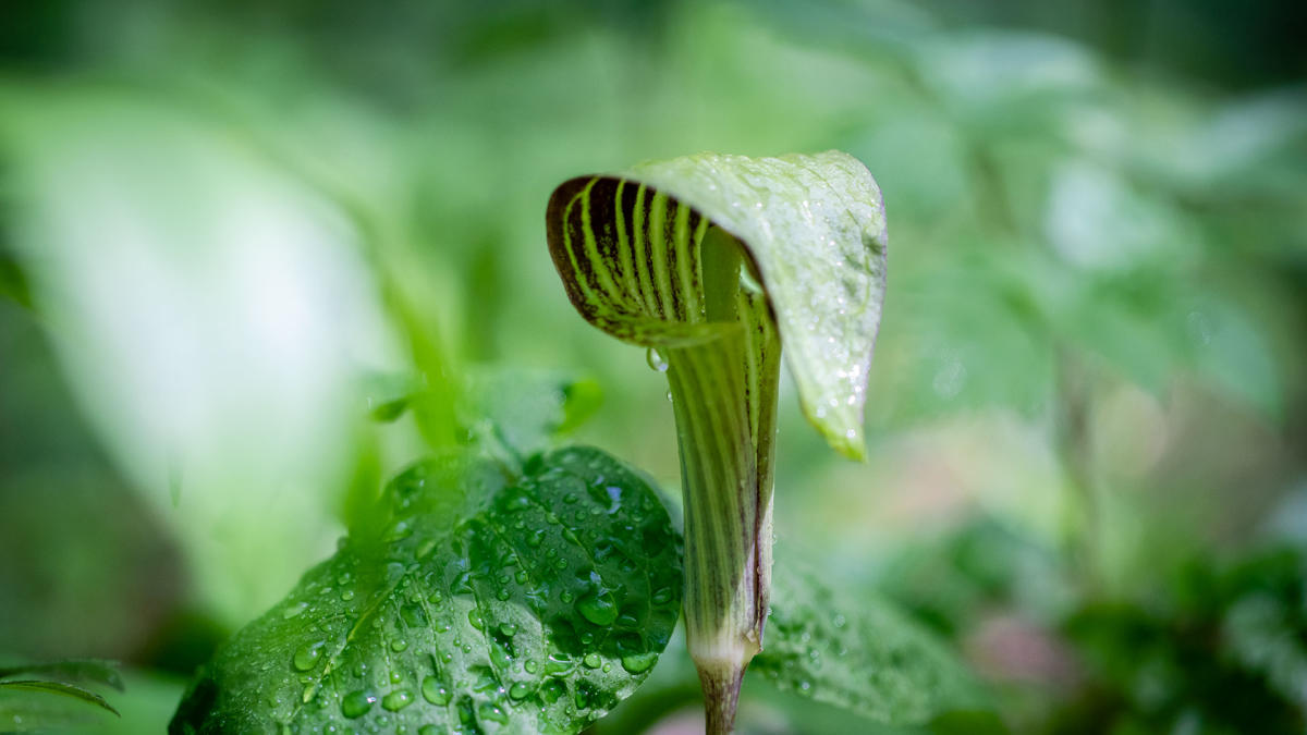 Jack-in-the-Pulpit at Heron Rookery