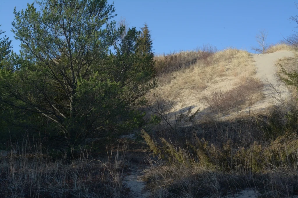 Dune Succession