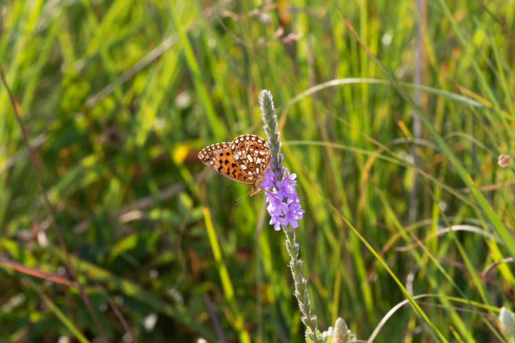 Silver-Boarded Fritillary on Verbena Stricta
