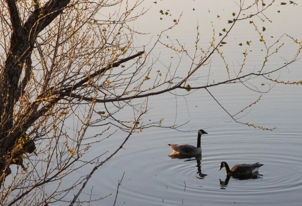 Geese Swimming