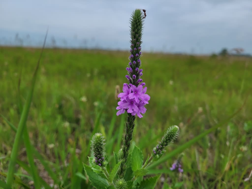Hoary vervain in bloom with an ant at the tip of the flowering stalk