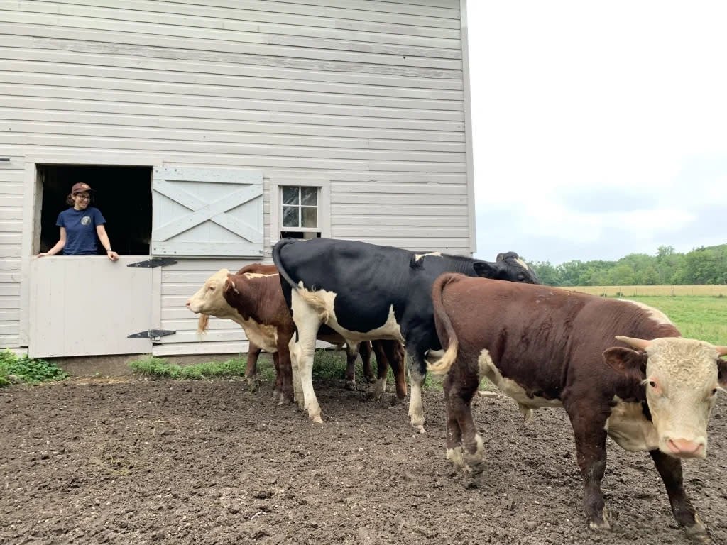 A woman stands in a barn door, looking at a group of cows. The bottom half of the barn door is shut.