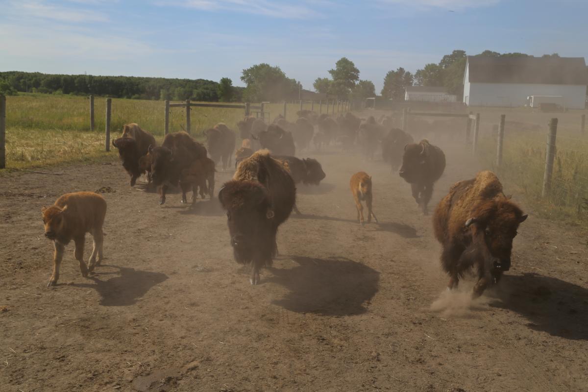 Bison_Farm_Tour_56956_ygv4uy