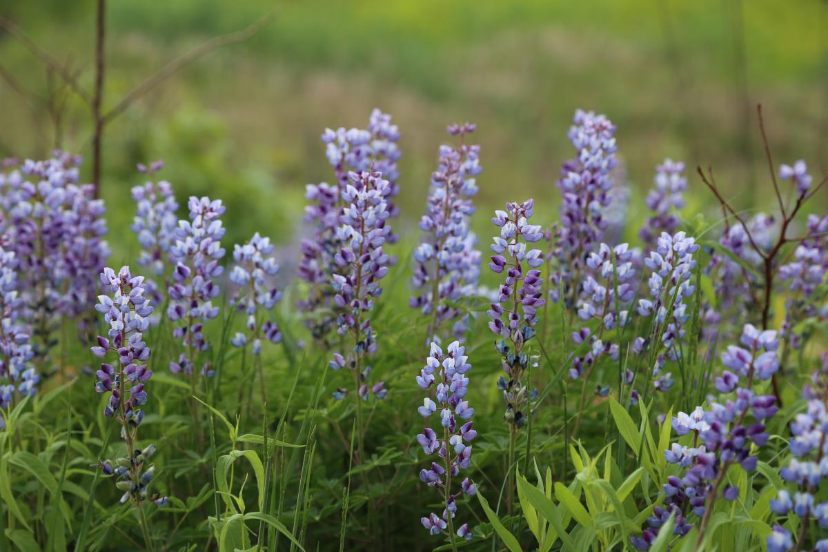 Lupine at West Beach