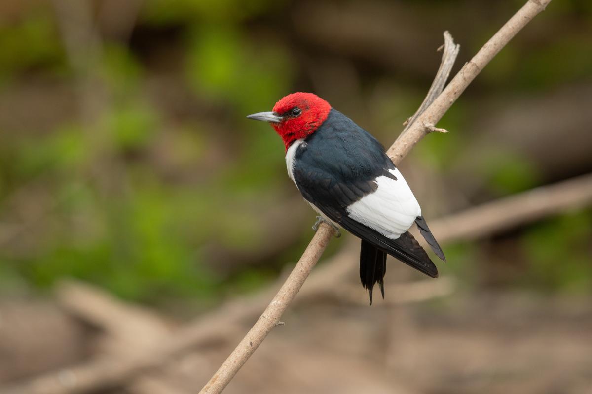 Red-headed woodpecker perched on a branch with vivid red head and black and white plumage in natural woodland habitat