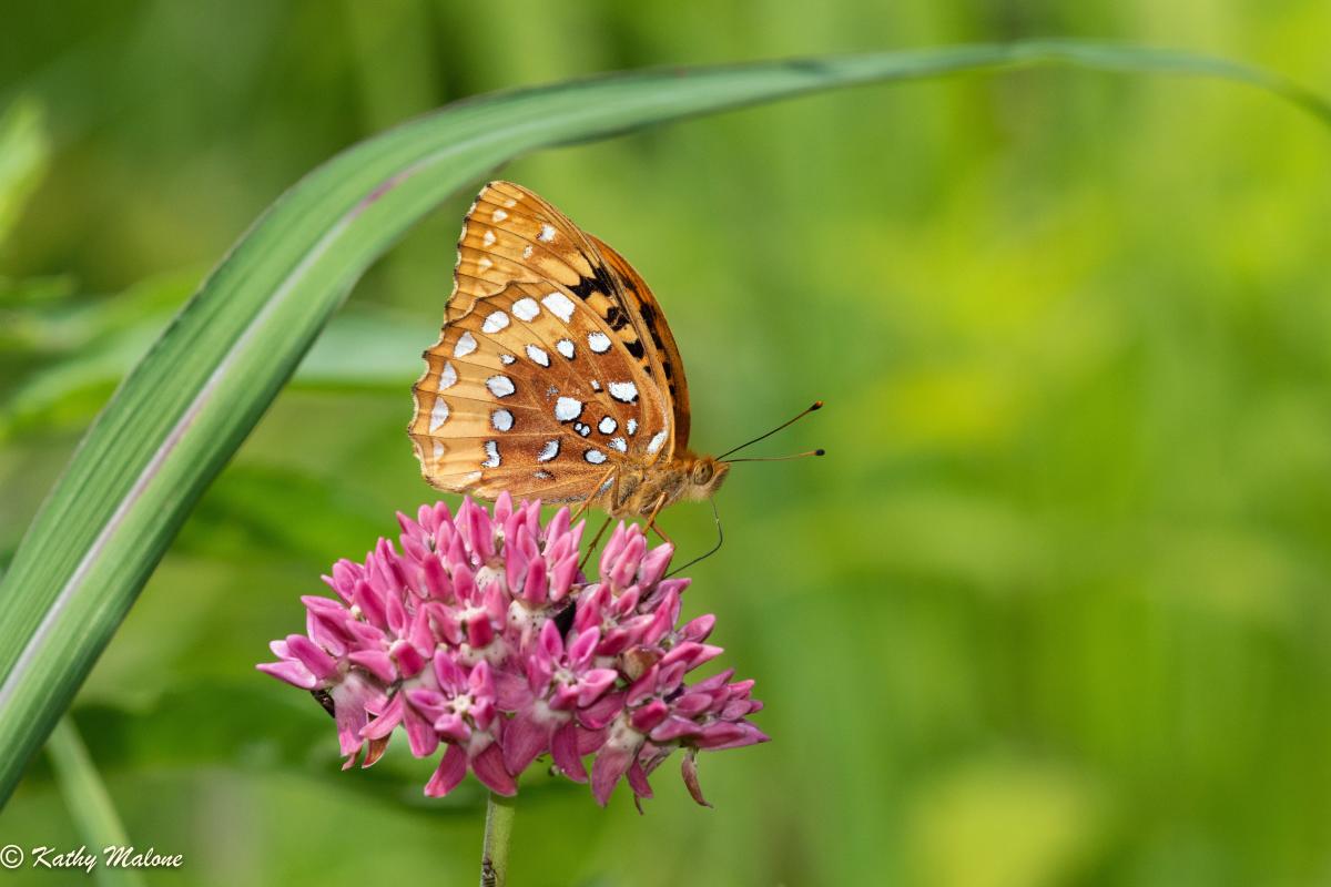 A brown butterfly with white and black spots rests on a pink flower.