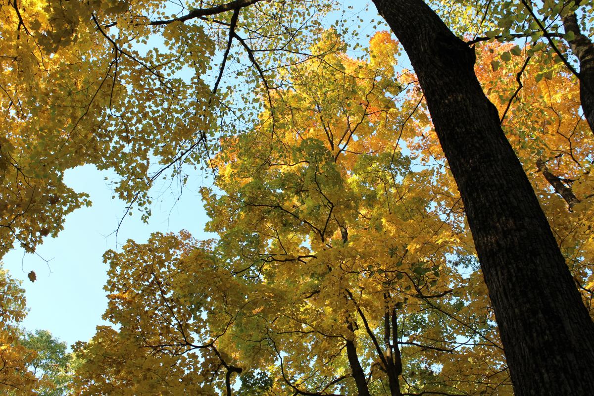 Trail 7 Autumn Colors