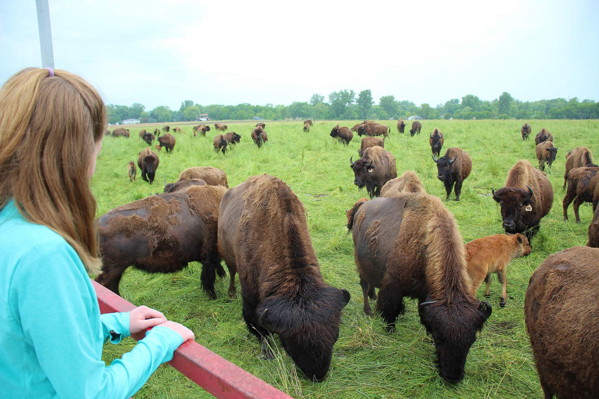 A herd of bison walk toward a girl standing on a trailer.