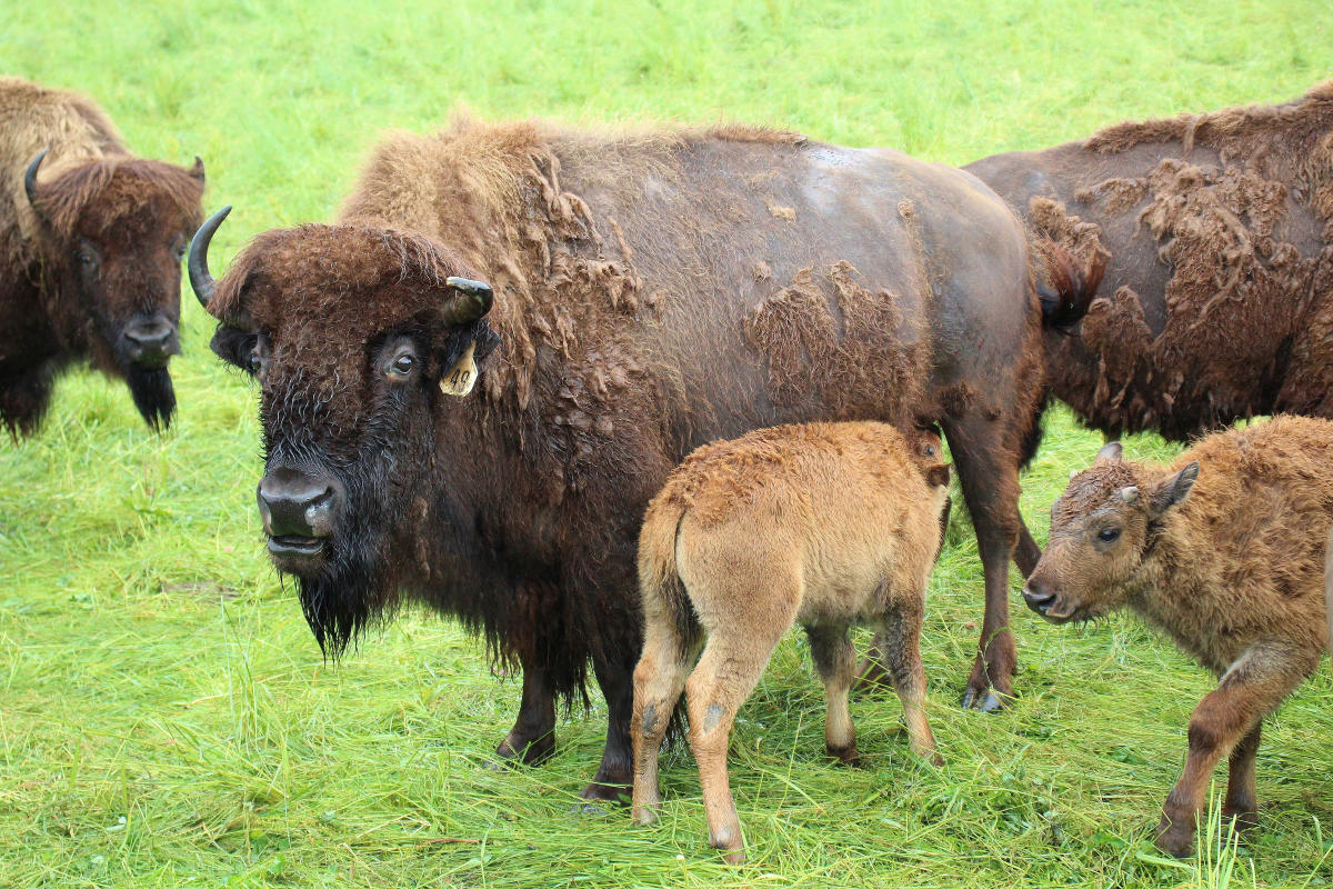 Two young light-colored bison stand amongst older bison.