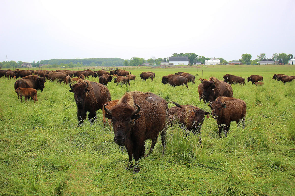 A herd of bison stand in a grassy field