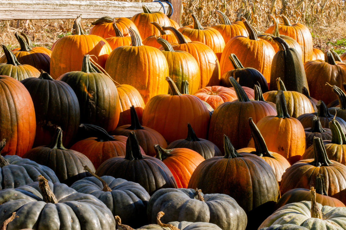 Pumpkins at Birky's