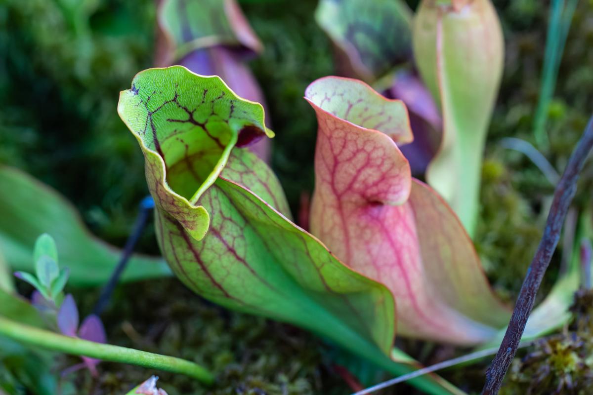 Pitcher Plant at Pinhook Bog
