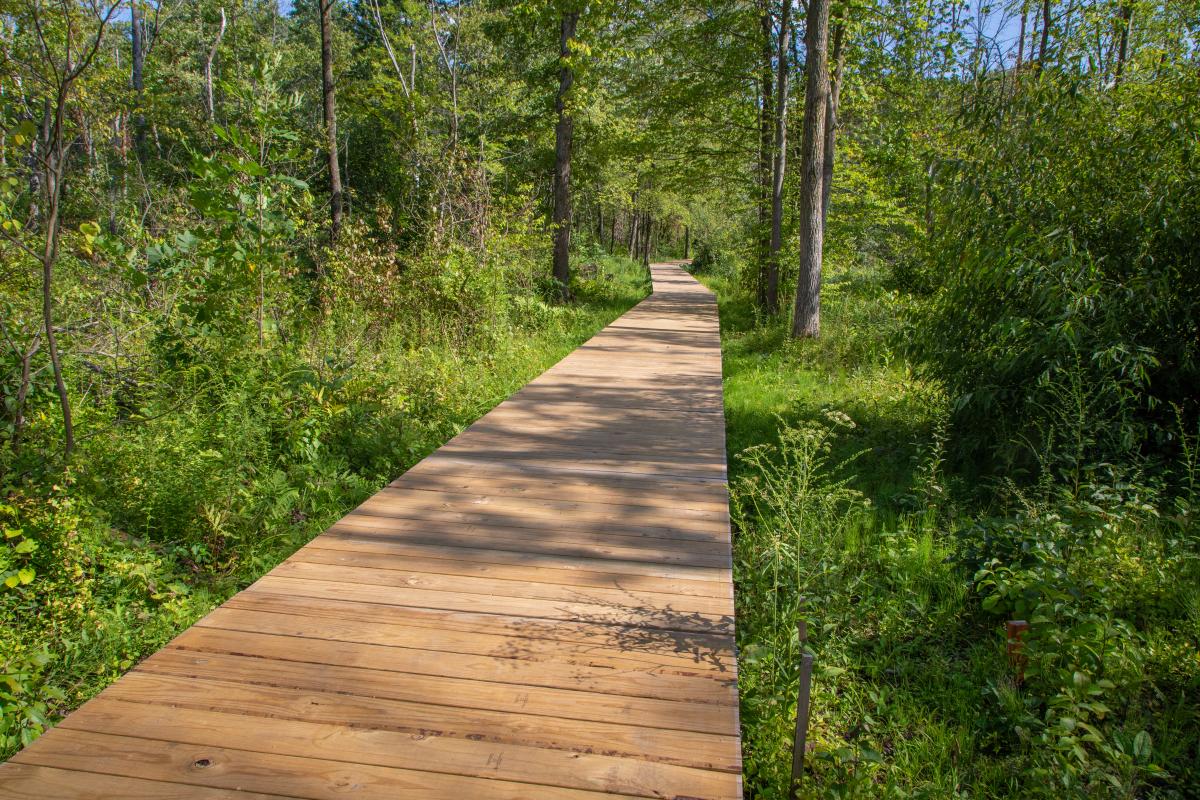 A boardwalk trail leads into the woods. Green foliage is on each side.