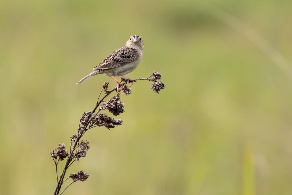 A brown bird sits on a dry plant. The green background is out of focus.