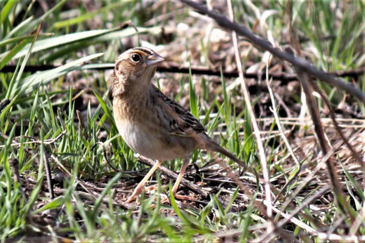 A brown bird stands on the ground and looks to the right.
