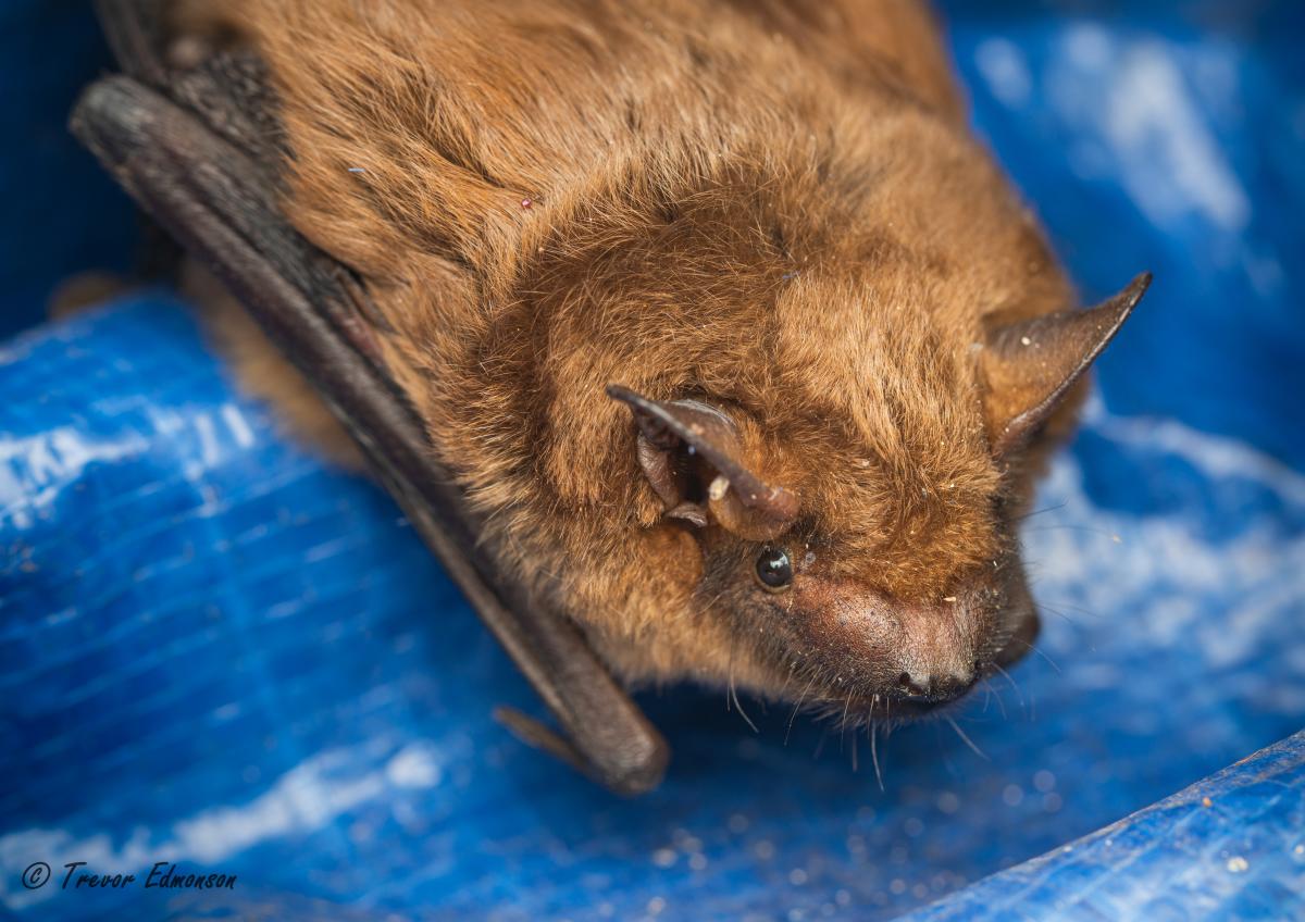 A brown bat sits on a blue tarp. Its wings are folded underneath.