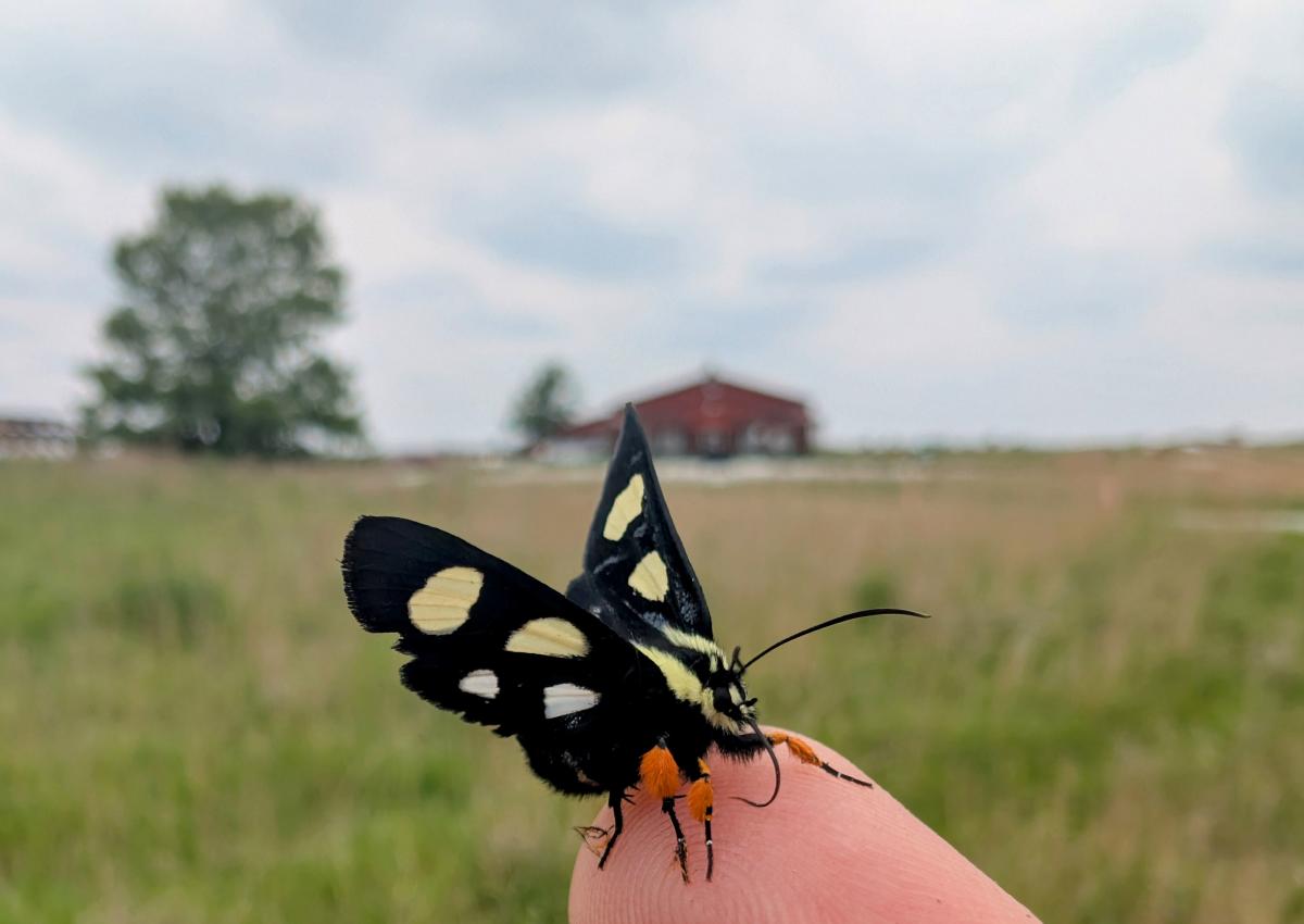 A black moth with orange legs and yellow and white spots rests on someone's finger.