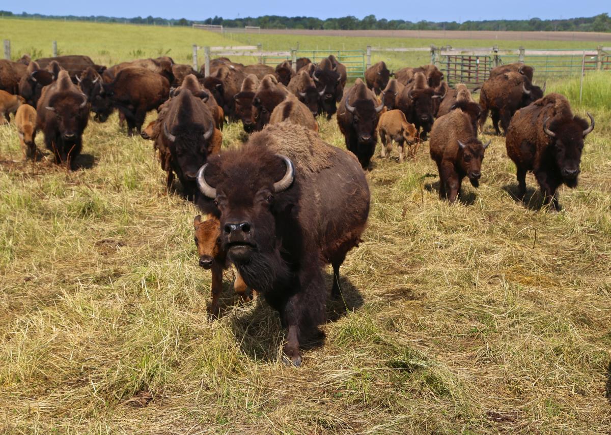 broken_wagon_-_10_hrx4dq