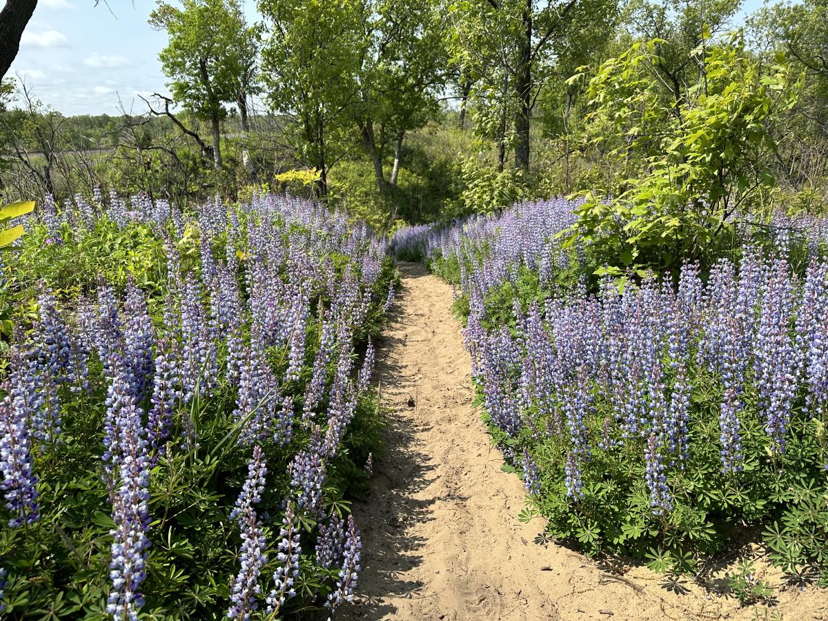 Purple wildflowers bloom along a sandy trail and Indiana Dunes National Park's West Beach.