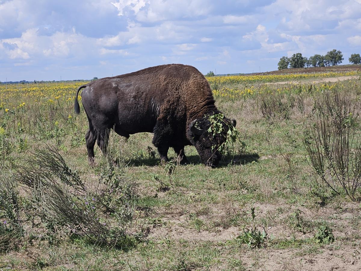 Bison with tick trefoil seeds and vegetation attached.