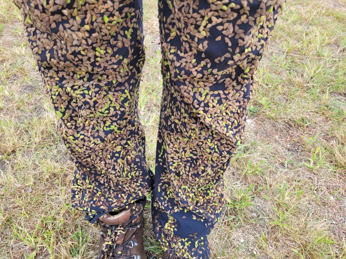 Tick Trefoil seeds completely cover a person's pants