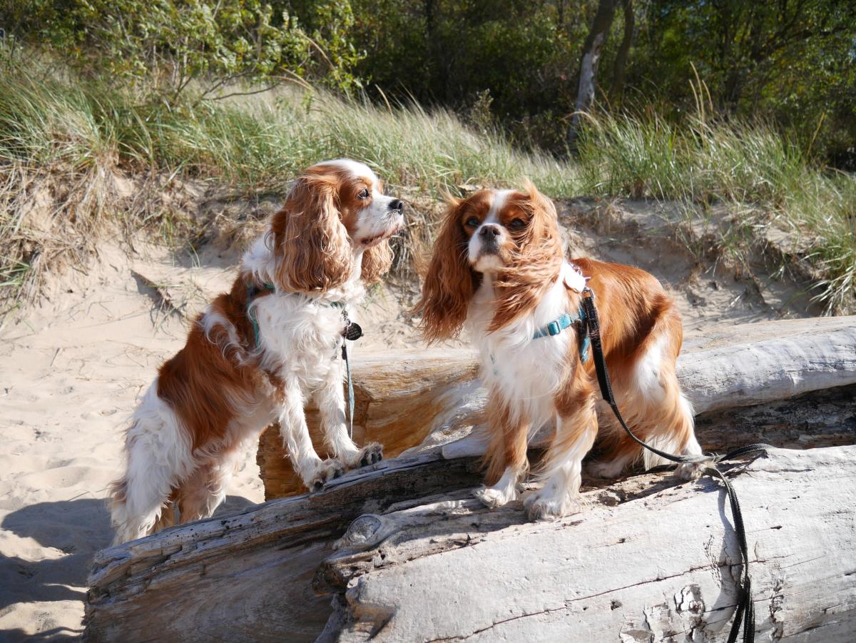 Two brown and white furry dogs stand on driftwood on the beach.